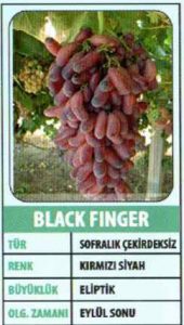 Yeni Asma Fidanlarımız Satışa Sunulmuştur 5 Yeni Asma Fidanlarımız Satışa Sunulmuştur - Davraz Fidancılık