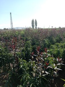 Şeftali Fidanı Üretim Çalışmalarımız Devam Etmektedir 3 Şeftali Fidanı Üretim Çalışmalarımız Devam Etmektedir - Davraz Fidancılık