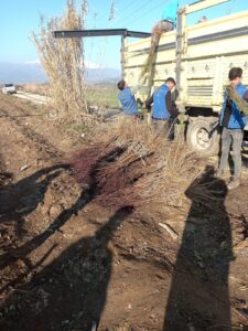 Garnem Anaçlı Sürdürme Fidanlarımız Teslim Edilmiştir. 3 Garnem Anaçlı Sürdürme Fidanlarımız Teslim Edilmiştir. - Davraz Fidancılık