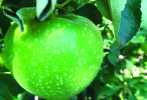 Davraz Fidancılıktan Yeni Dönem Elma Fidanları 1 Davraz Fidancılıktan Yeni Dönem Elma Fidanları - Davraz Fidancılık