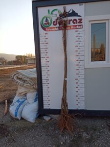 Davraz Fidancılık Yeni Dönem Kiraz Fidanları 4 Davraz Fidancılık Yeni Dönem Kiraz Fidanları - Davraz Fidancılık