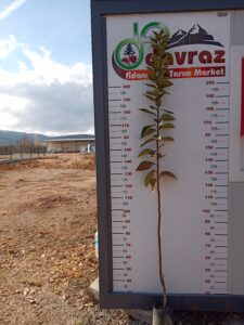 Yeni Dönem Trabzon Hurma Fidanları 4 Yeni Dönem Trabzon Hurma Fidanları - Davraz Fidancılık