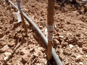 Kalite tesadüf değildir 3 Kalite tesadüf değildir - Davraz Fidancılık