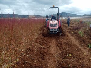 Davraz Fidancılık Yeni Dönem Fidanlarının Sökümüne Başlamıştır - Davraz Fidancılık
