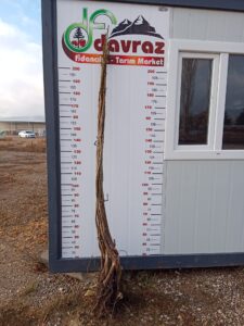 Yeni Dönem Ceviz Fidanları - Davraz Fidancılık